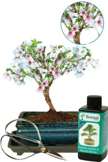 Mid sized Cherry Blossom bonsai starter kit for sale