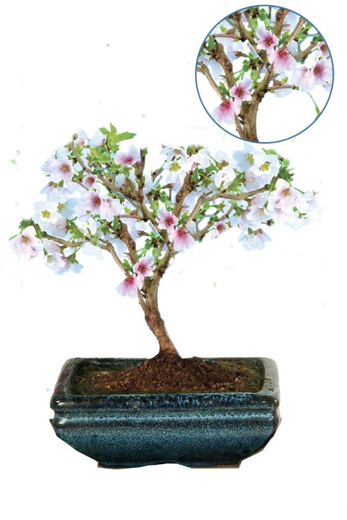 Medium cherry blossom bonsai tree