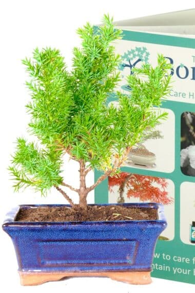 Juniperus chinensis bonsai for sale with care handbook