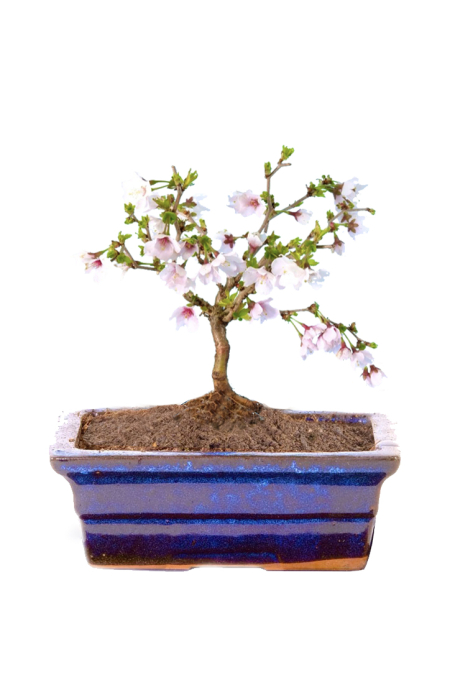 Navy blue mini Cherry Blossom bonsai for sale UK