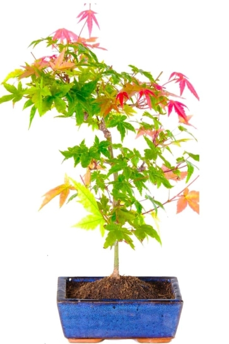 Mini Japanese red maple seedling/ starter bonsai tree for sale