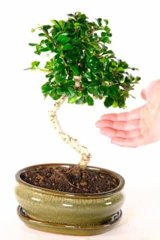 Elegant Twisty Carmona bonsai | Olive green pot & tray