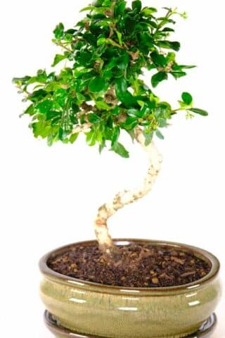 Highly refined indoor bonsai with summer white flowers
