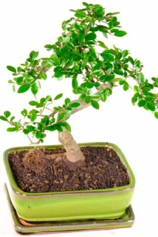 Elm Bonsai tree - 12 years old