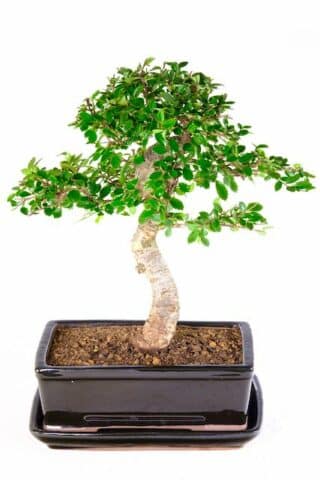 Fantastic Chinese Elm bonsai tree for sale UK