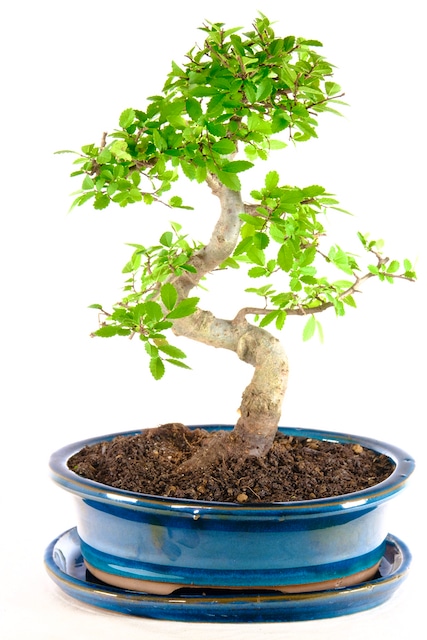 Sensational Chinese Elm bonsai tree for sale UK