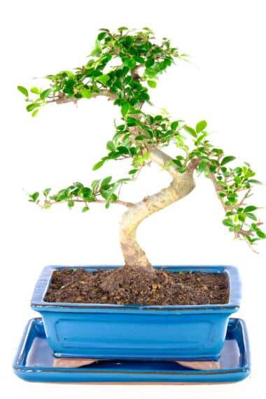 Uniquely shaped Chinese Elm bonsai tree for sale UK