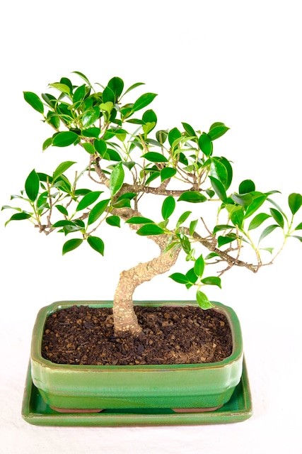 Shapely Ficus retusa bonsai tree for sale UK