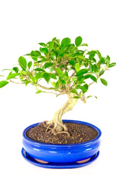 Spectacular large ficus bonsai tree for sale - specimen quality