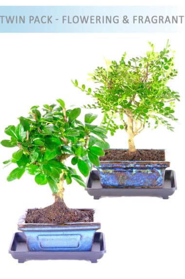Value pack - flowering Fukien Tea Tree bonsai and fragrant Pepper bonsai