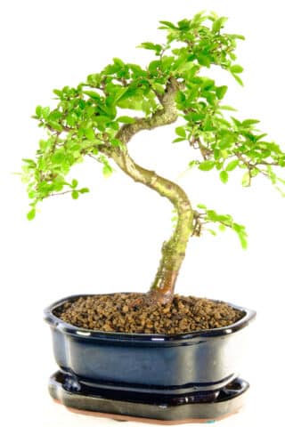 FREE delivery of this bonsai tree to Glasgow, Edinburgh, London and Sheffield