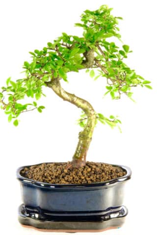 Very pretty Chinese elm bonsai in sleek black lotus pot