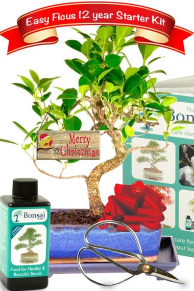 Incredible Christmas tree bonsai starter kit offer