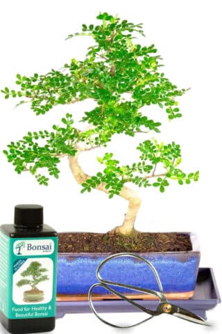 Twisty Zanthoxylum piperitum or Aromatic Pepper bonsai tree kit for sale UK