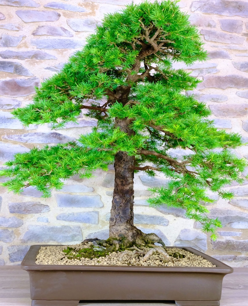 Informal upright style of specimen larch bonsai tree