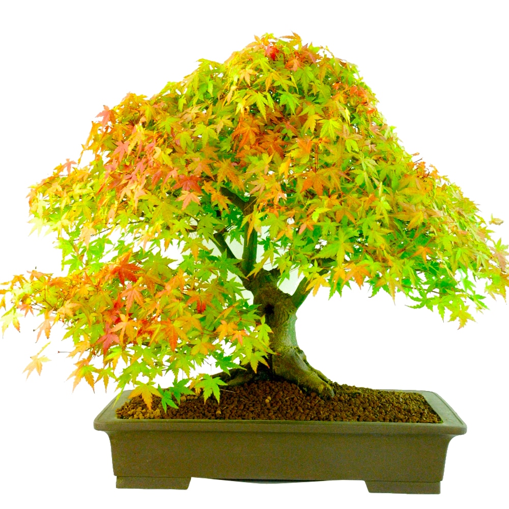 Japanese maple bonsai species