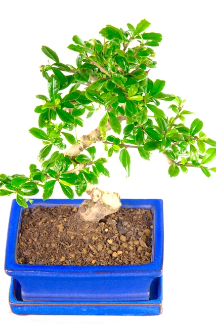 Serpentine flowering Fukien Tea Tree bonsai tree for sale UK