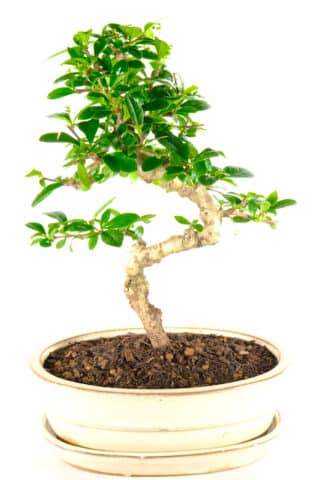 Curvaceous Fukien Tea Tree bonsai for sale UK