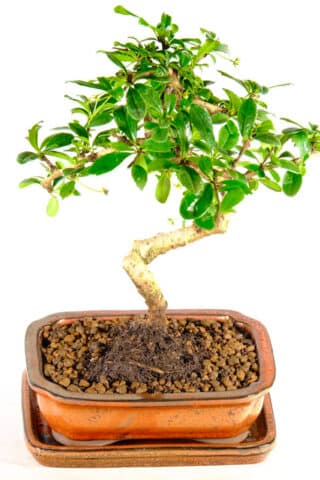 Twisty flowering Carmona bonsai for sale with FREE delivery