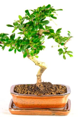 Very pretty flowering Carmona bonsai for sale in bronze pot