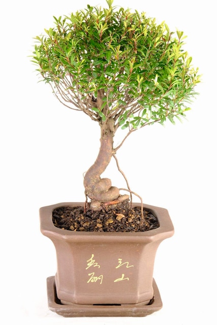 Syzygium buxifolium or Myrtle bonsai tree in embossed pot for sale