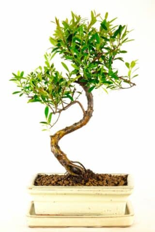 Captivating Syzygium bonsai tree which both flowers & fruits