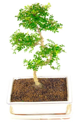 Slender Zanthoxylum piperitum or Pepper bonsai tree for sale UK