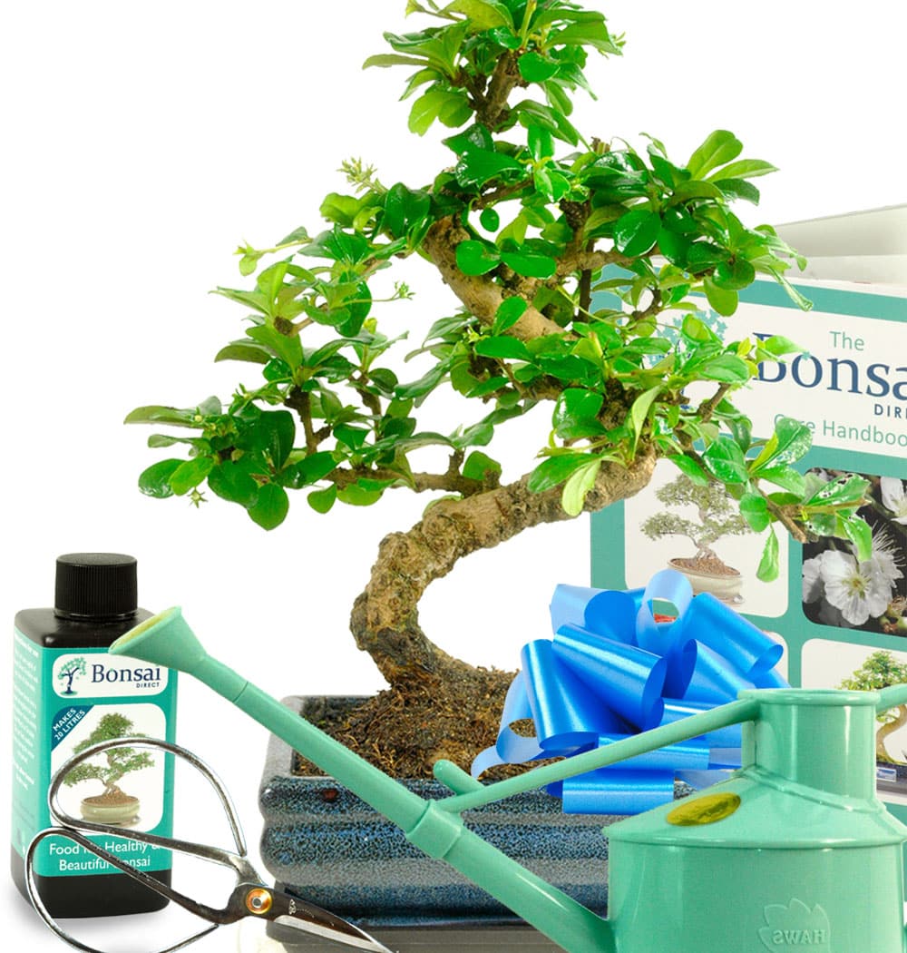 All year round Evergreen bonsai tree for sale
