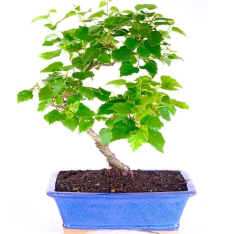Silver Birch Bonsai trees for sale from the experts at Bonsai Direct