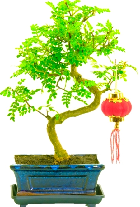 Chinese New Year Plant- Aromatic Pepper bonsai