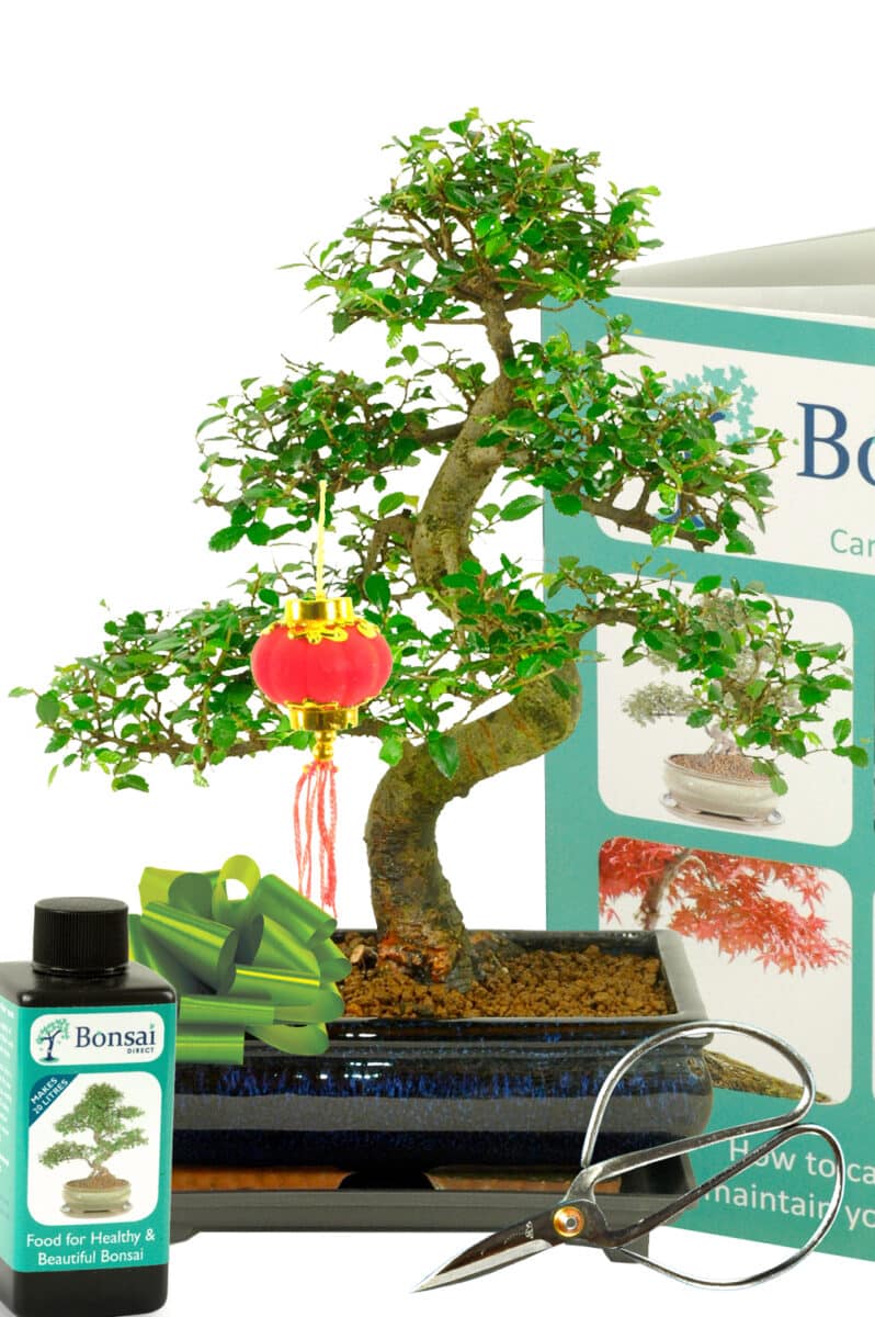 Chinese New Year Chinese Elm Bonsai Tree