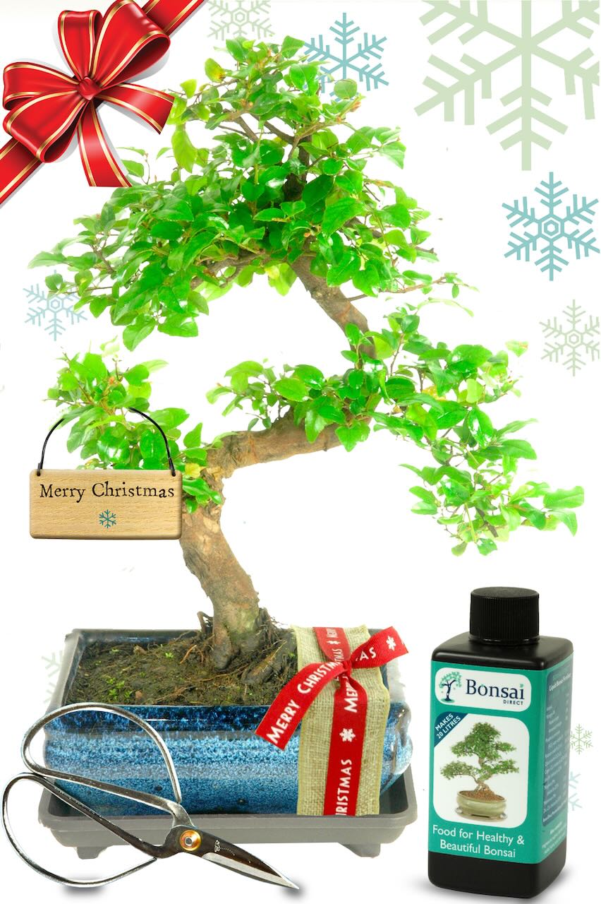 Natural Range Christmas Fruiting Bonsai Gift - Festive Red Gift Wrap