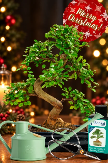 Chinese Elm (Ulmus parvifolia) Christmas Bonsai Tree Starter Kit β The Perfect Beginners Christmas Present
