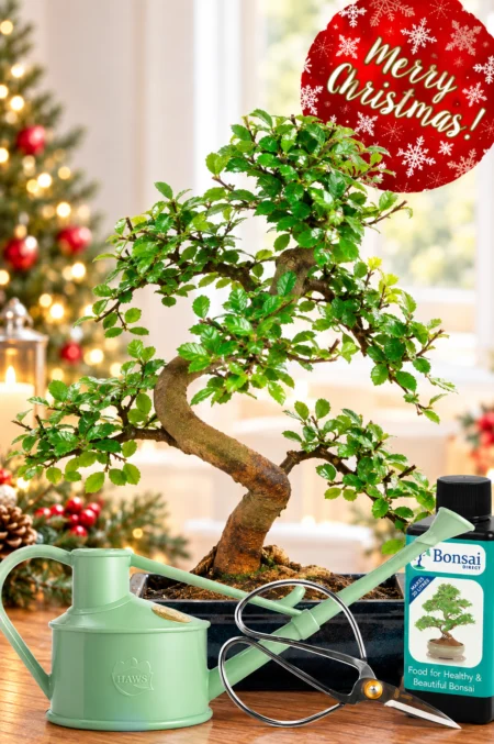 A Meaningful and Easy-Care Christmas real bonsai tree Present