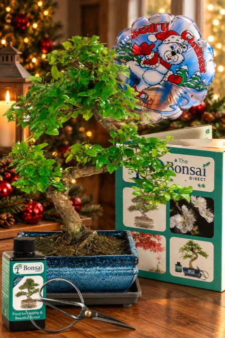 Fruiting Chinese Sweet Plum – A Charming Christmas Present That Grows