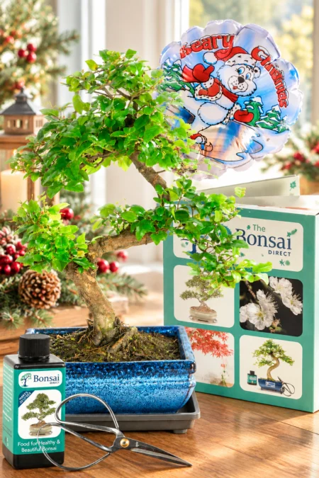 Festive Twisty Sweet Plum Bonsai Gift - Fun, Creative & Beautiful