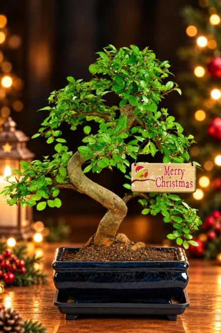 CHRISTMAS TWISTY FAVOURITE Easy for Beginners Indoor Bonsai Tree with Merry Christmas Robin Tag