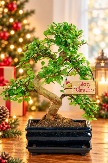 Chinese Elm Christmas Bonsai Plants β A Beautiful Beginnerβs Indoor Tree Gift