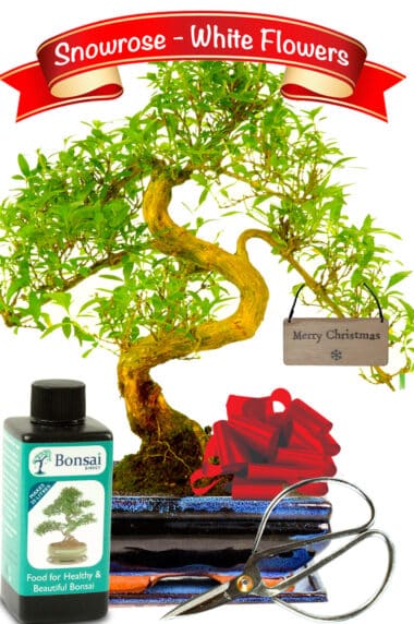 Special Serissa bonsai Christmas gift - stunning