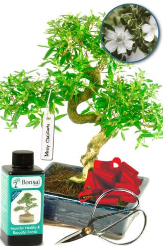 Serissa bonsai tree with twisty trunk starter kit Christmas present