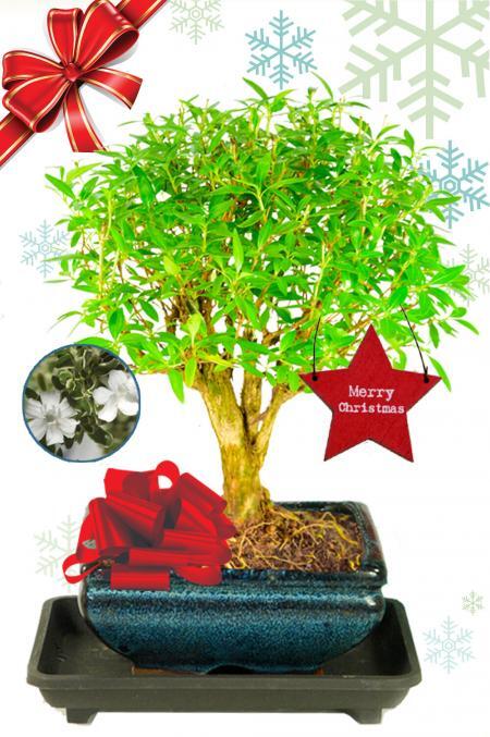 Serissa bonsai tree Christmas gift