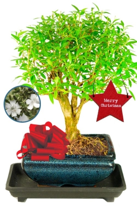 Merry Christmas Serissa foetida indoor bonsai tree with Christmas tag & drip tray