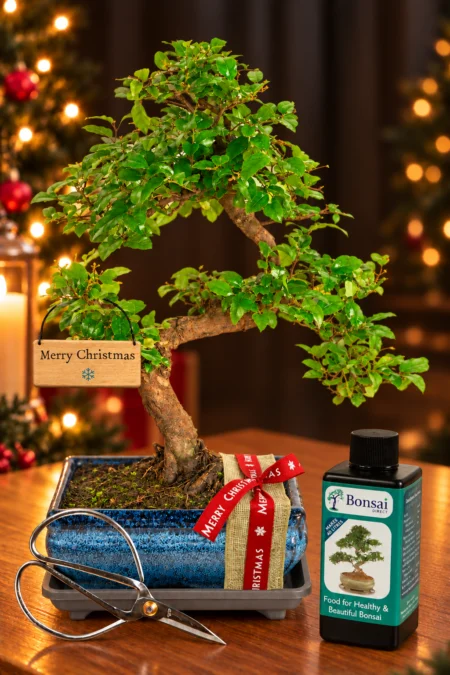 Natural Range Christmas Fruiting Bonsai Gift - Festive Red Gift Wrap