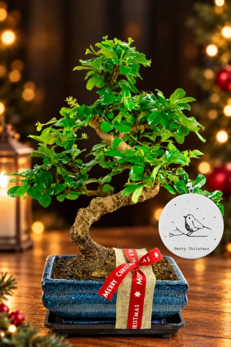 Flowering Christmas Bonsai Plant β A Beautiful, Eco-Friendly 8-Year-Old Gift