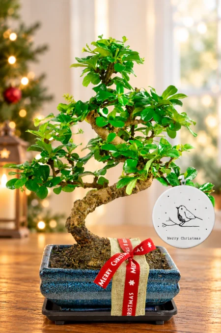 Flowering Christmas Bonsai Plant | Beautifully Presented