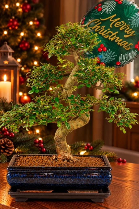 The perfect Christmas choice - Large Chinese Elm bonsai for sale