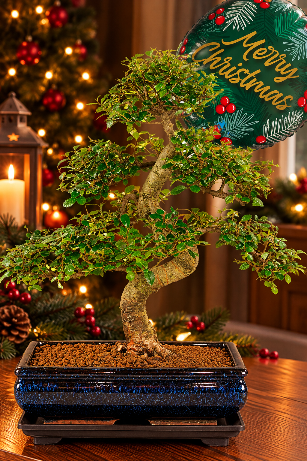 The perfect Christmas choice - Large Chinese Elm bonsai for sale