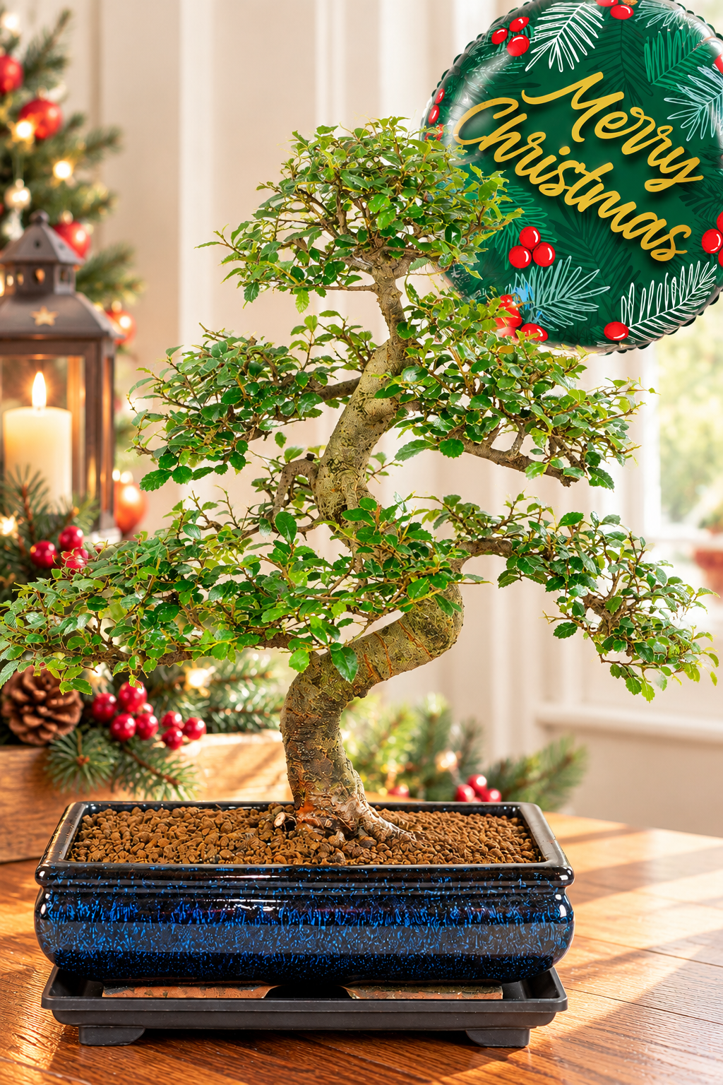 A wonderful large mature easy bonsai tree gift | Perfect Eco friendly Christmas gift idea