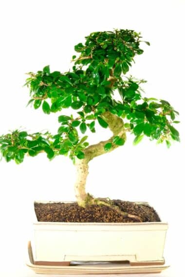 Powerful carmona bonsai tree in ivory pot - large and commanding