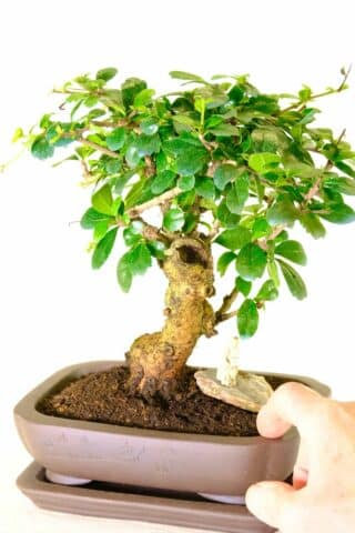 Strong powerful Carmona bonsai tree with hollowed trunk feature